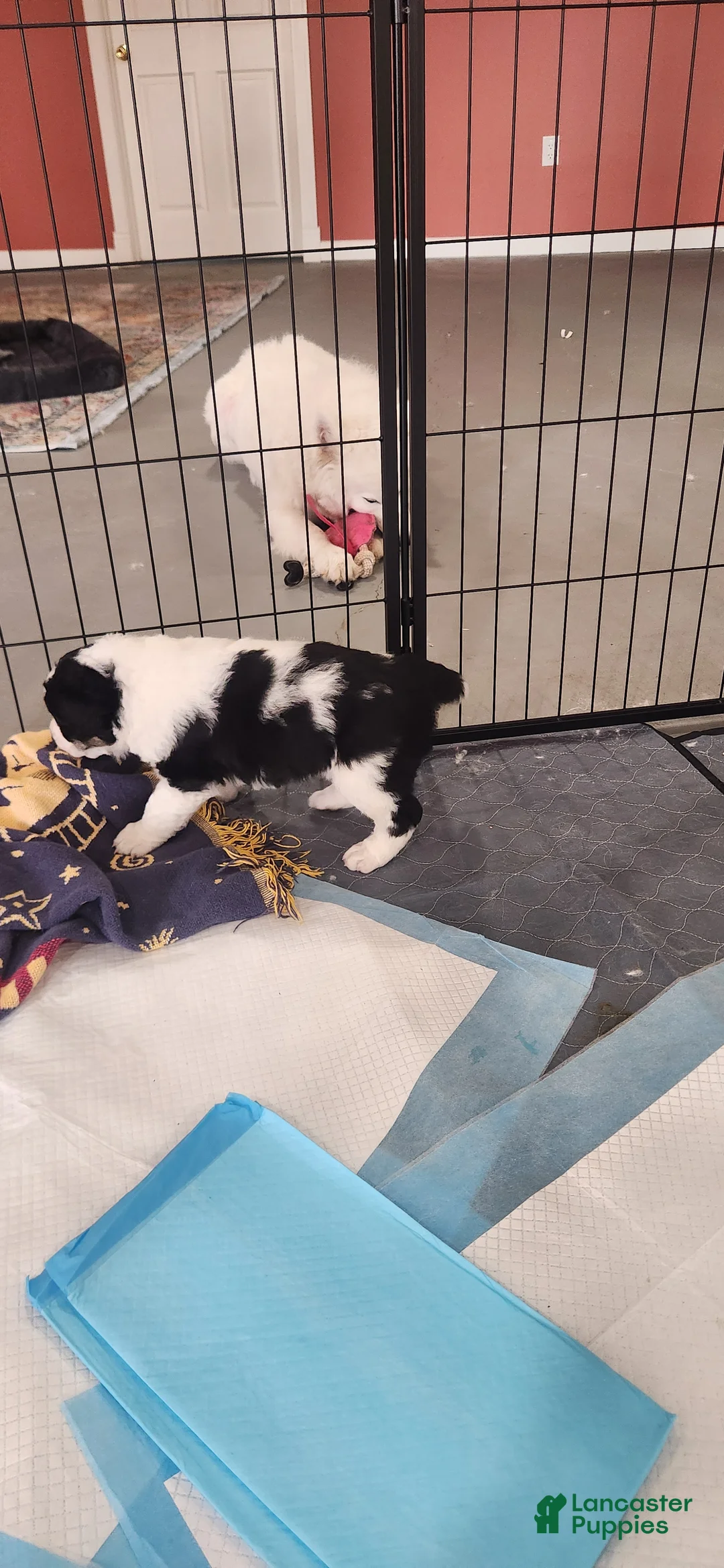 Mixed Breed dogs for sale: Mixed Breed Puppy 3 - Ad 1