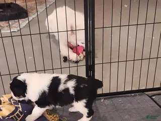 Mixed Breed dogs Mixed Breed Puppy 3 - Ad 16