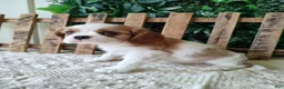 Cavalier King Charles Spaniel dogs for sale: Lance - Ad 6