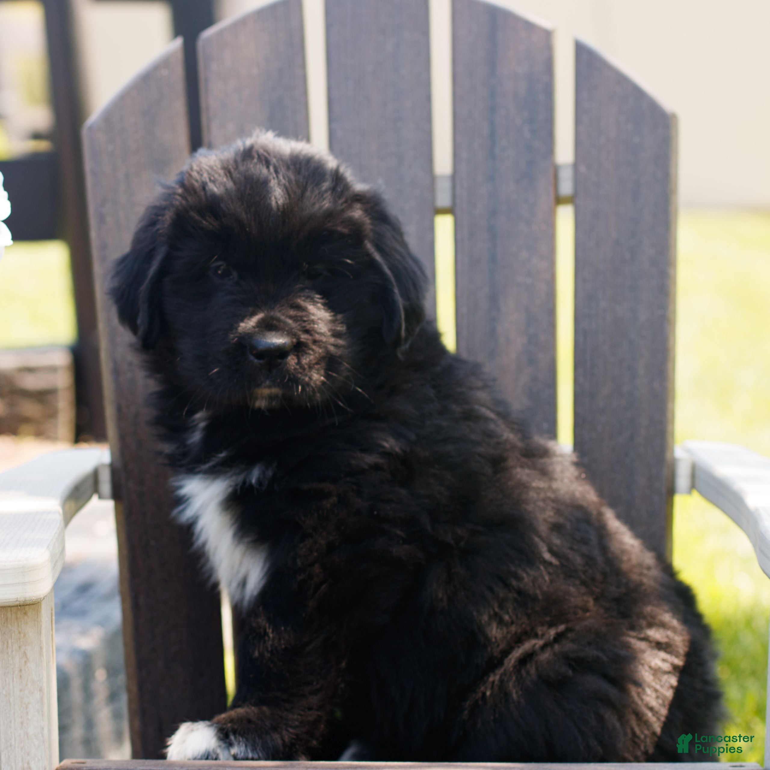 Newfoundland dogs Tina  - Ad 2