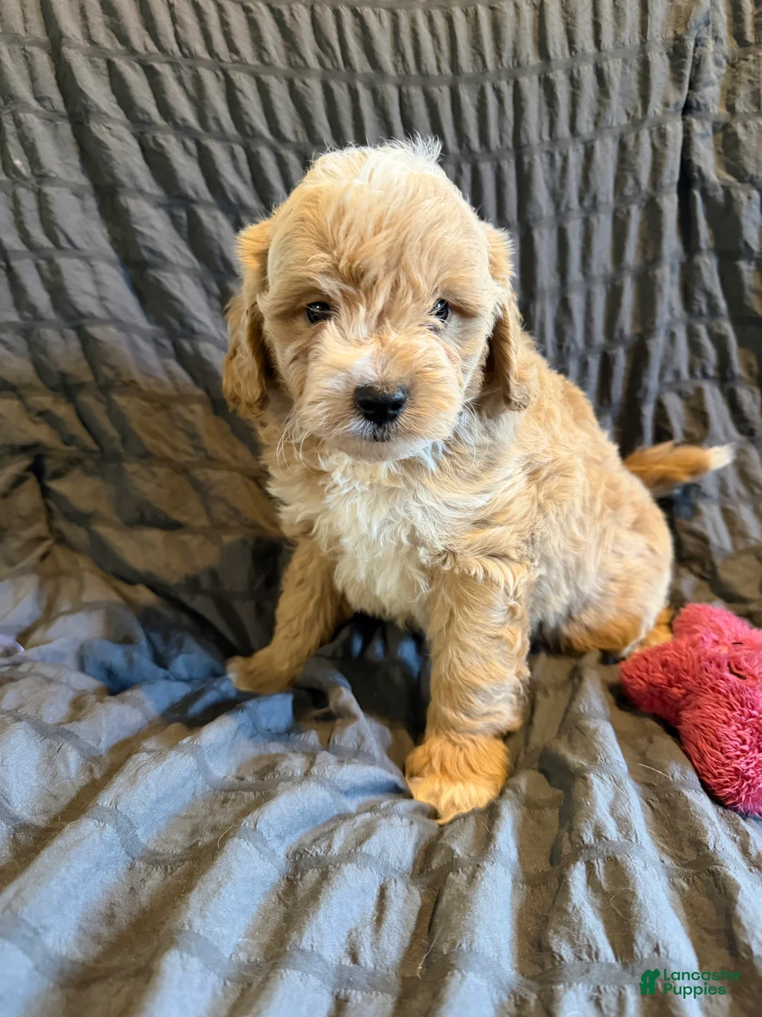 Mini Goldendoodle dogs for sale: Mini Goldendoodle Puppy 2 - Ad 2