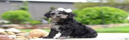Cavapoo dogs for sale: Paris - Ad 4
