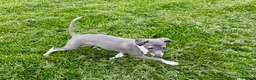 Italian Greyhound dogs for sale: Gina  - Ad 4