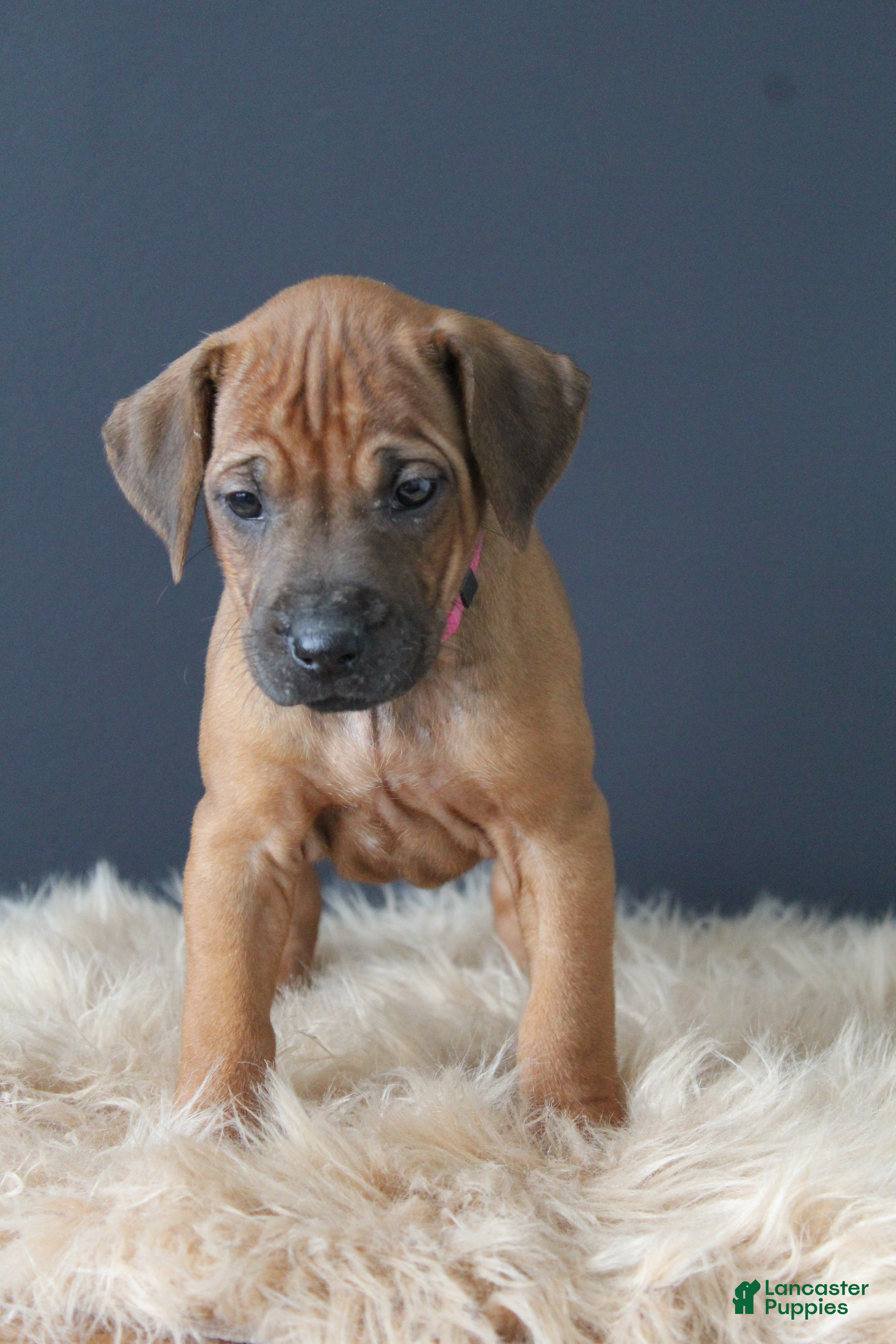 Rhodesian Ridgeback dogs Kassie - Ad 1