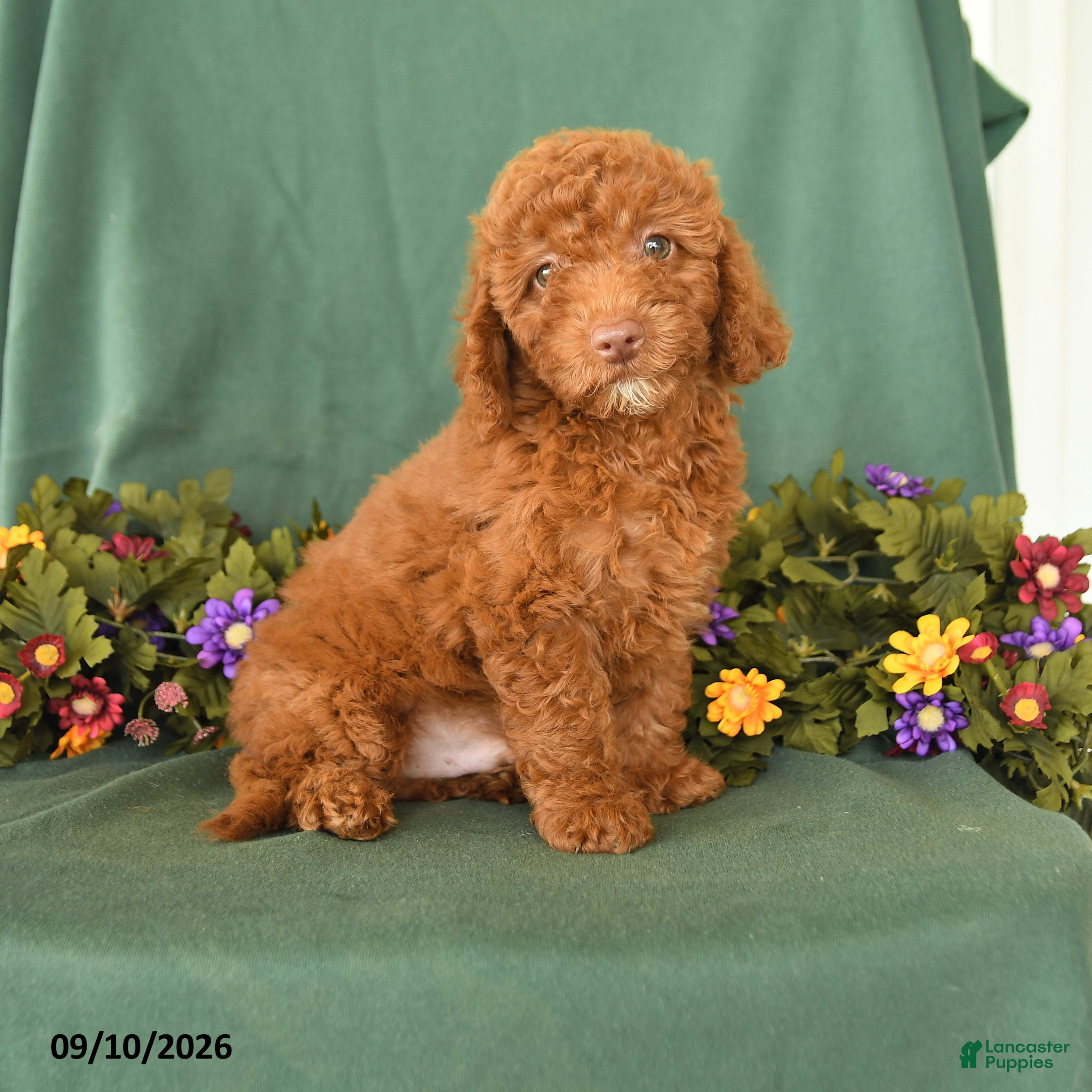 Toy Poodle dogs for sale: Patrick - Ad 3