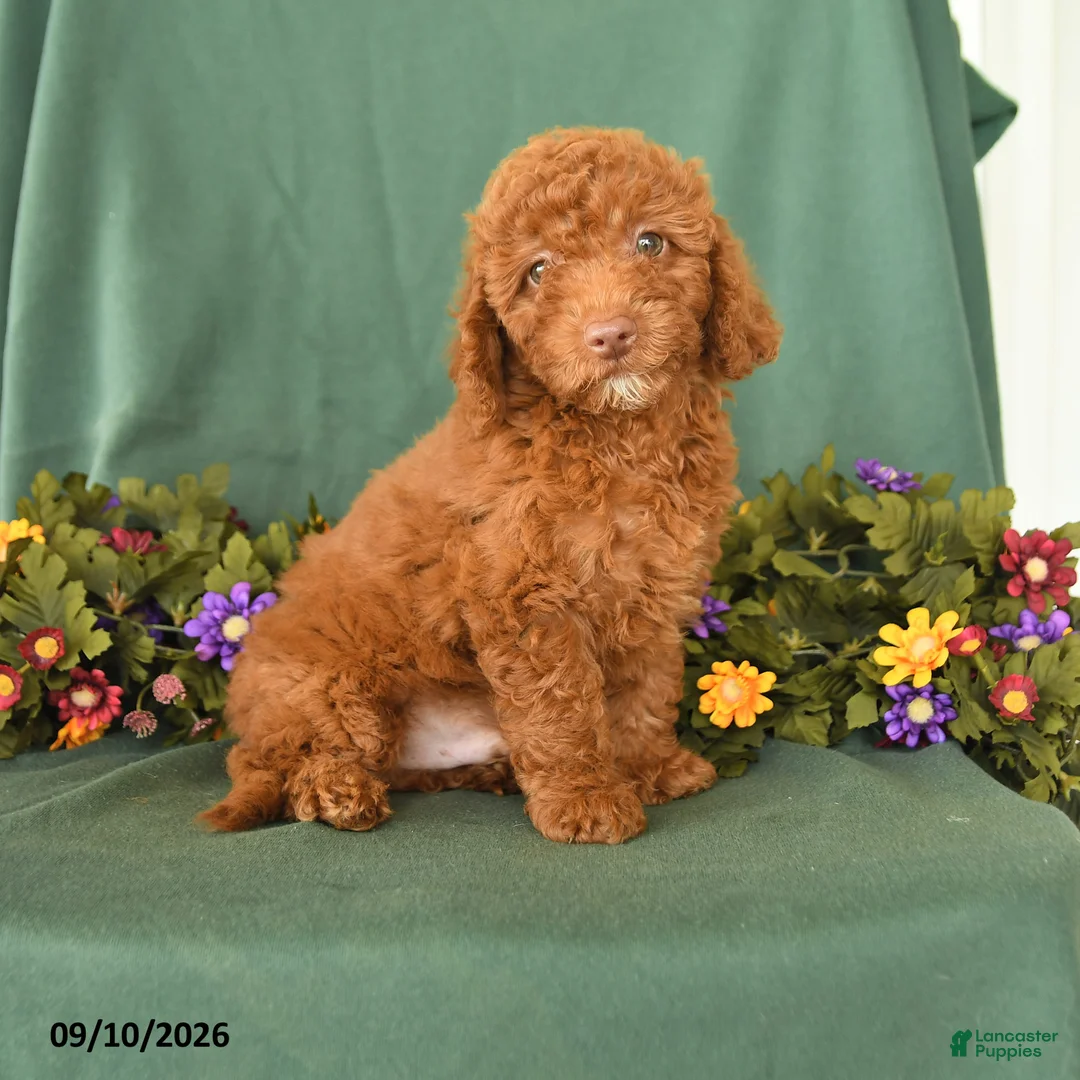 Toy Poodle dogs for sale: Patrick - Ad 1