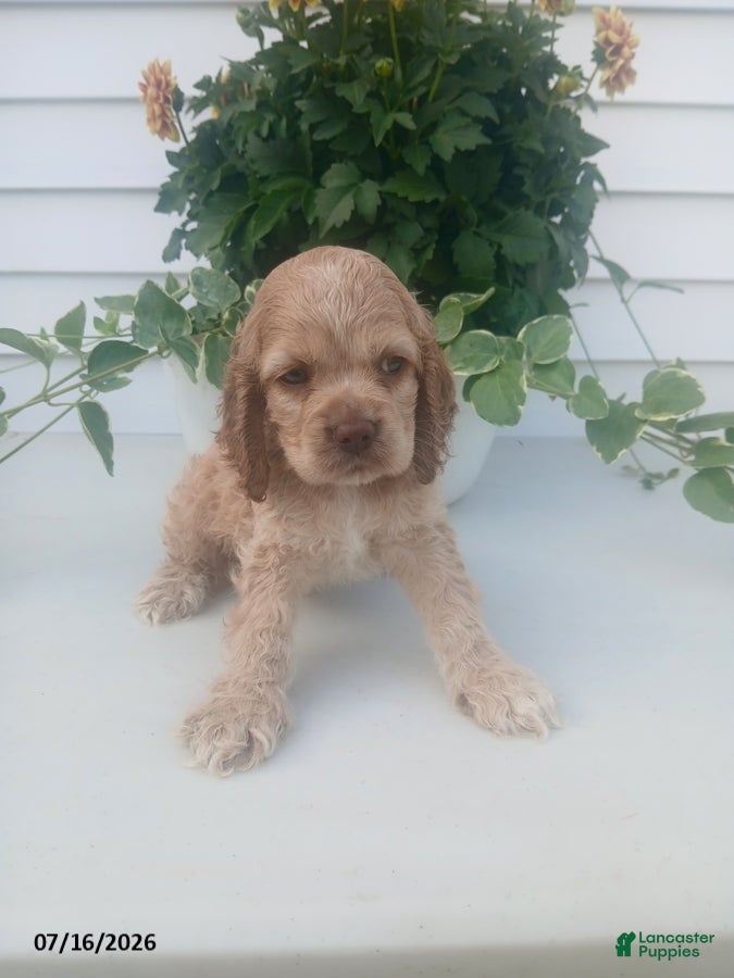 Cocker Spaniel dogs Tyler - Ad 1