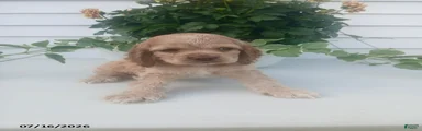 Tyler