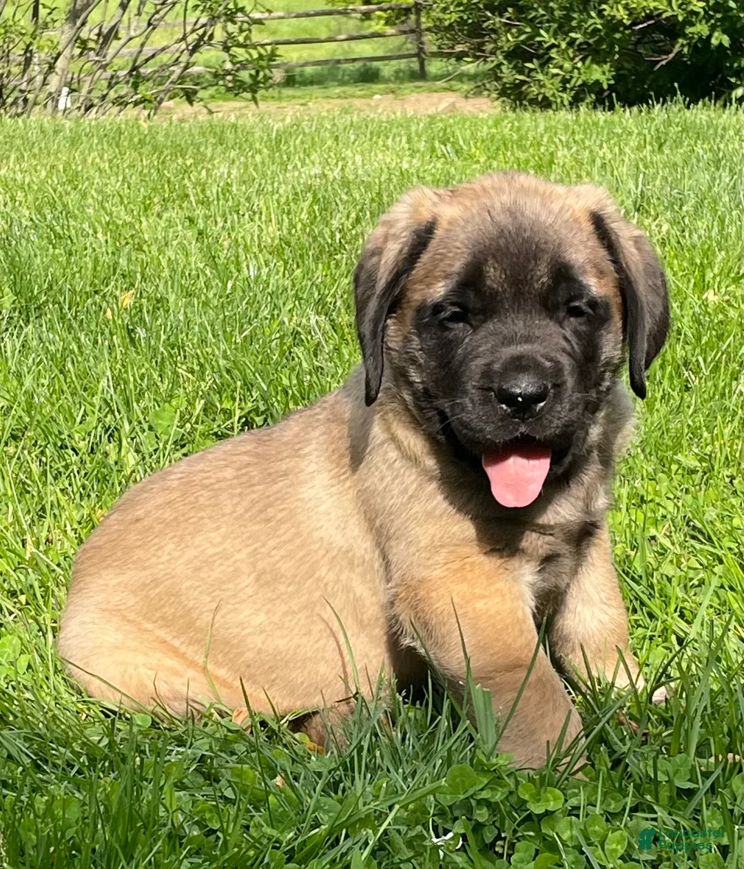 English Mastiff dogs for sale: Buttercup  - Ad 1