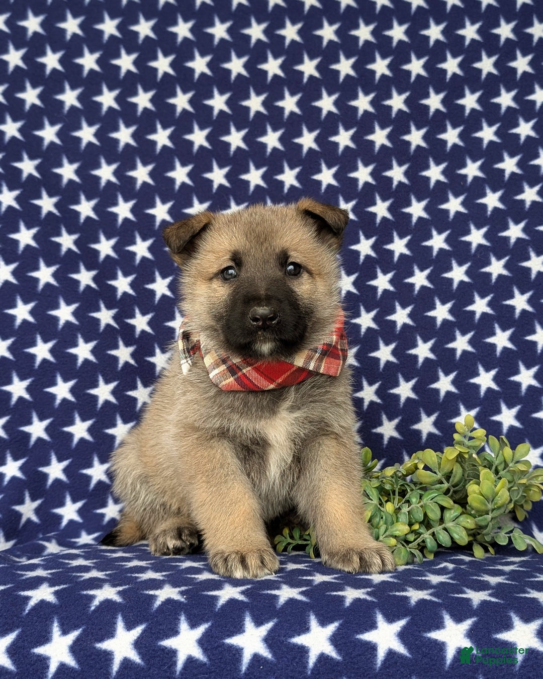 Mixed Breed dogs for sale: Clifford - Ad 1