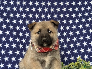 Mixed Breed dogs Clifford - Ad 5