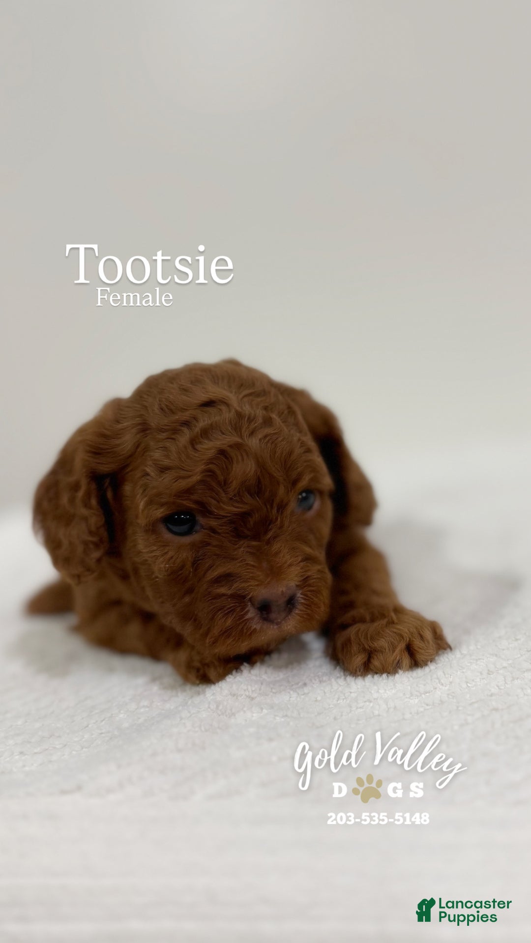 Cavapoo dogs for sale: TOOTSIE  - Ad 3