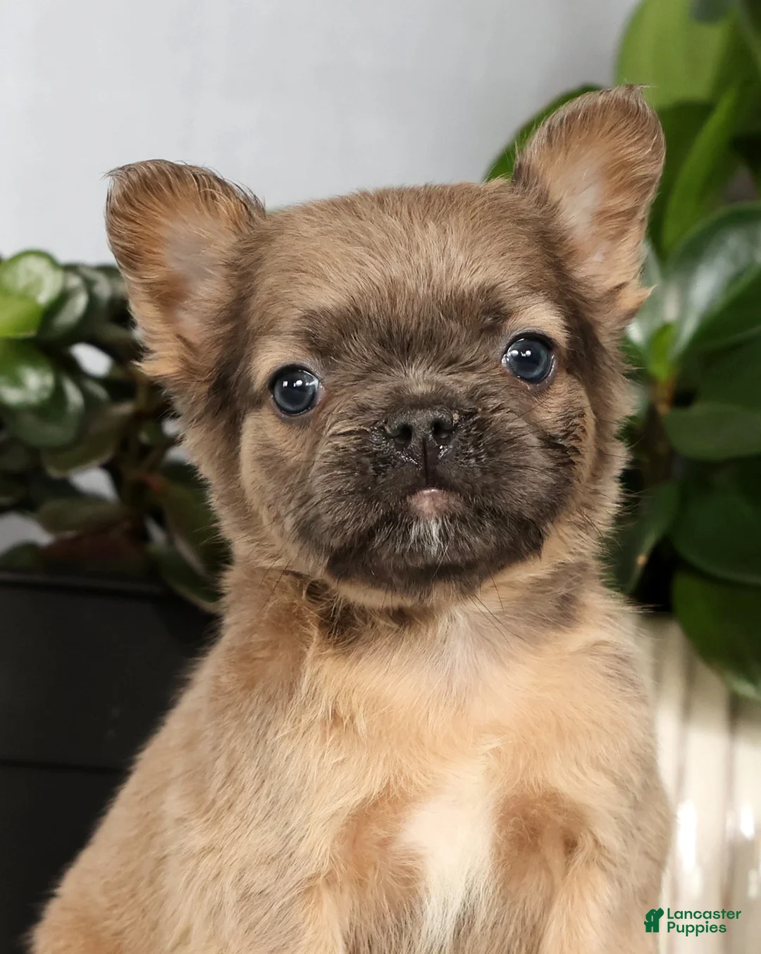 French Bulldog dogs for sale: Nina - Ad 9