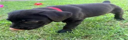 Cane Corso dogs for sale: Cain AKC red collar - Ad 4