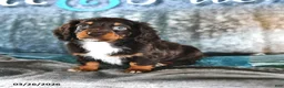 Miniature Dachshund dogs for sale: Betsy - Ad 3