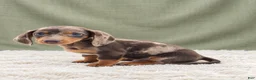 Miniature Dachshund dogs for sale: Miniature Dachshund 2 - Ad 4