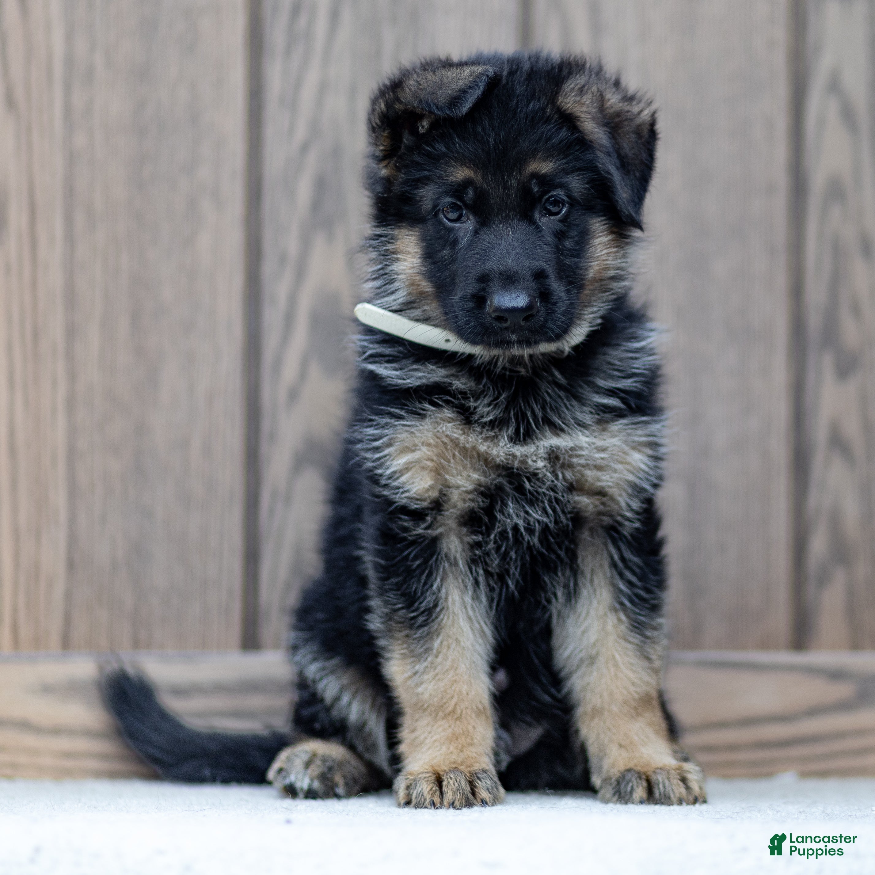 German Shepherd dogs Zorro - Ad 1