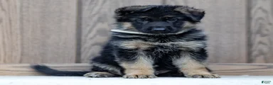 Zorro
