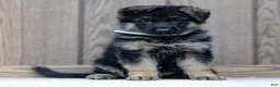 German Shepherd dogs for sale: Zorro - Ad 1