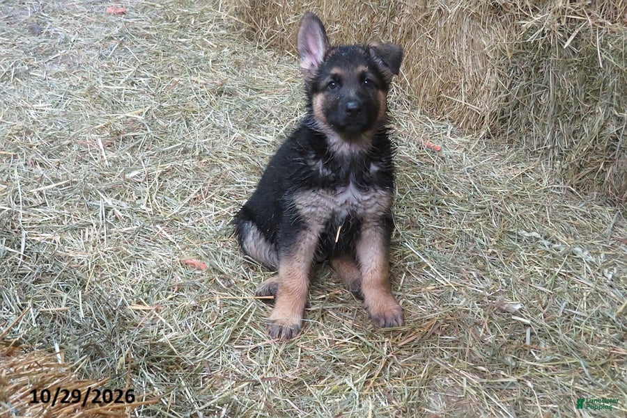 German Shepherd dogs for sale: Finn - Ad 42