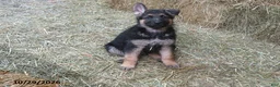 German Shepherd dogs for sale: Finn - Ad 1