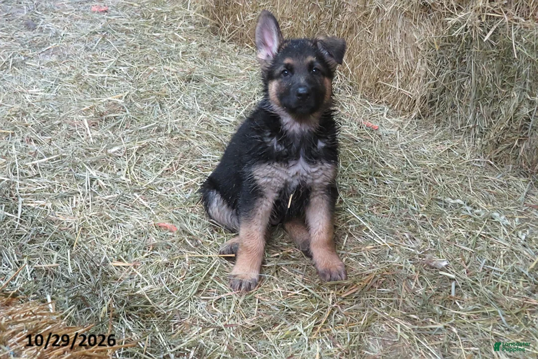 German Shepherd dogs for sale: Finn - Ad 1