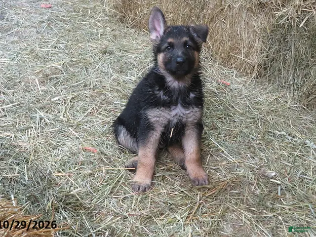 German Shepherd dogs for sale: Finn - Ad 42