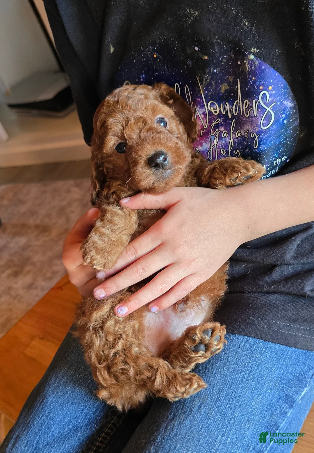 Miniature Poodle dogs for sale: Mini Leo - Ad 17
