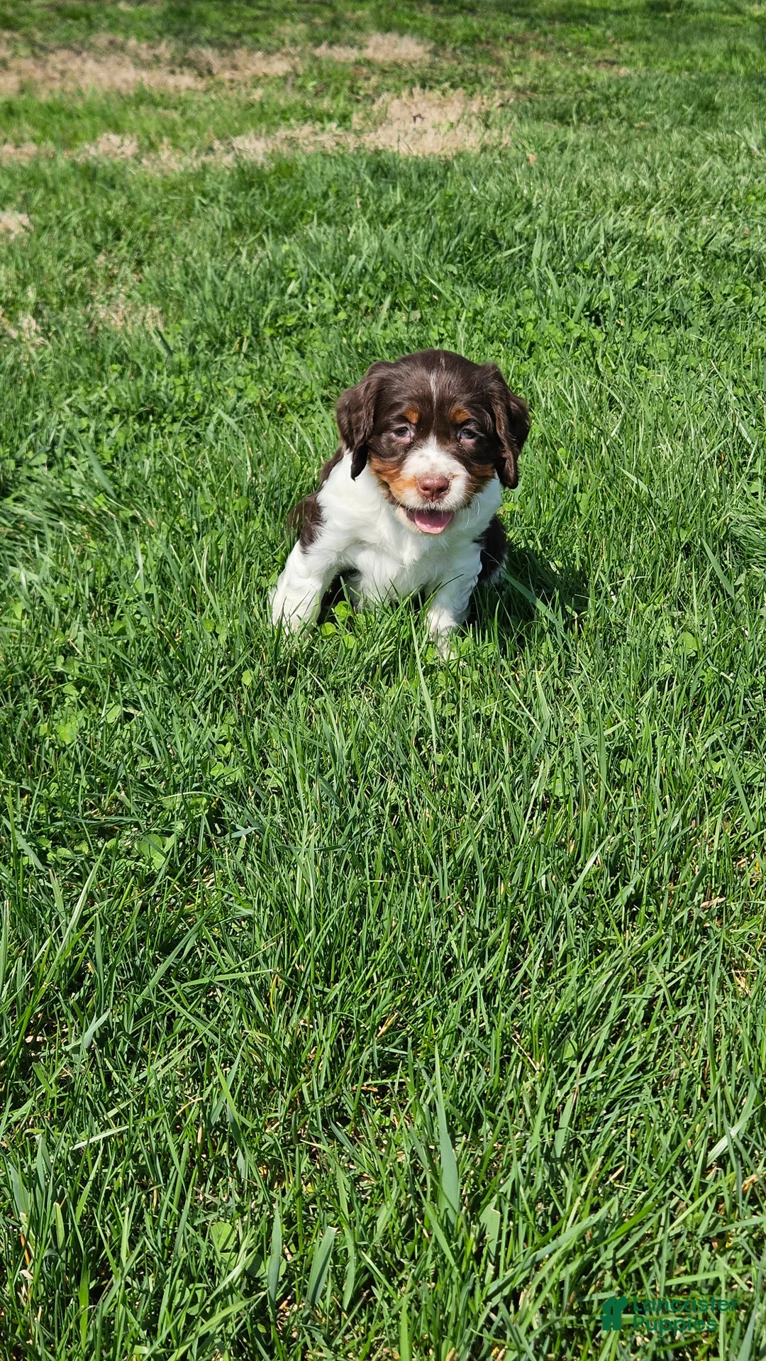 English Springer Spaniel dogs for sale: Allie - Ad 1