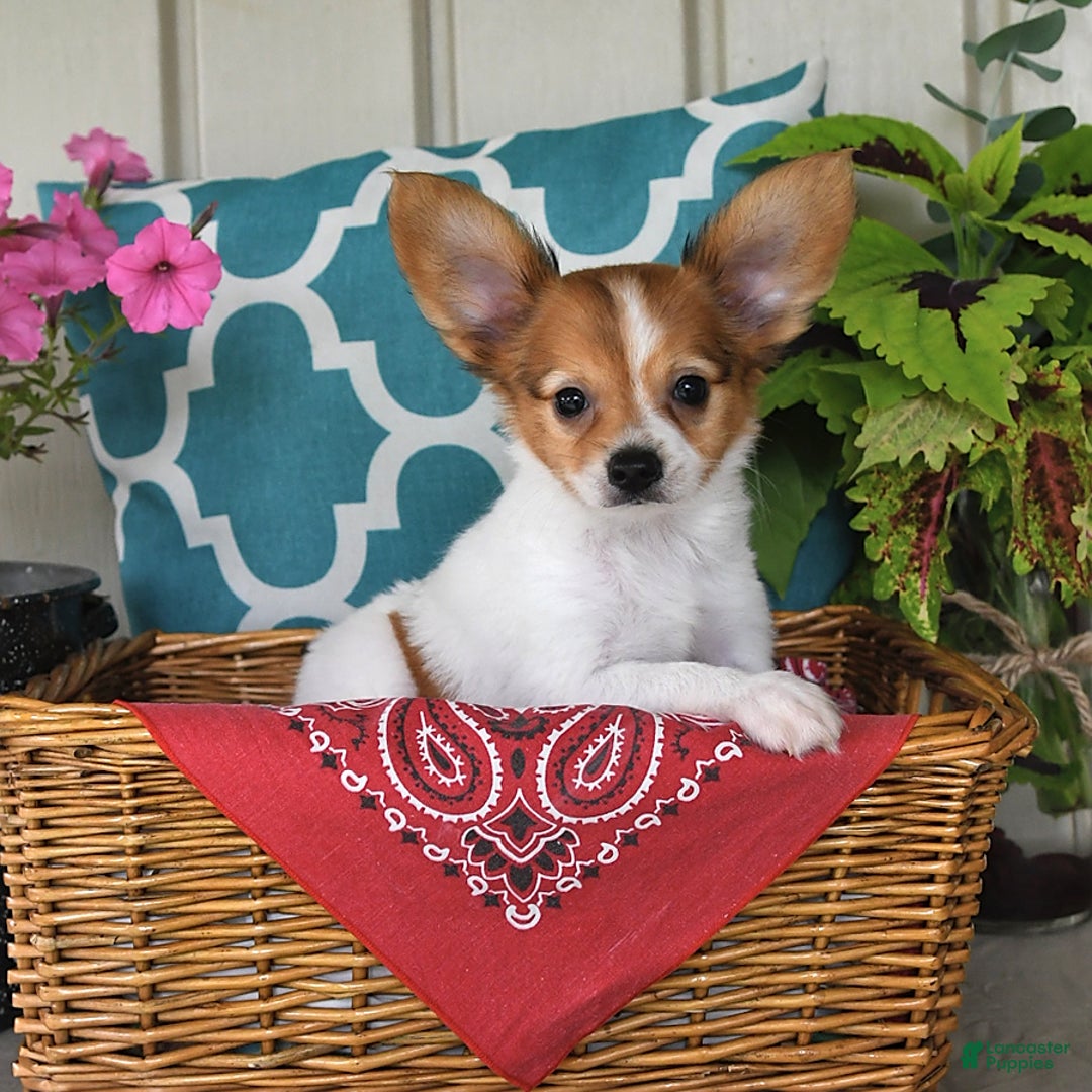 Papillon dogs for sale: Bailey - Ad 18