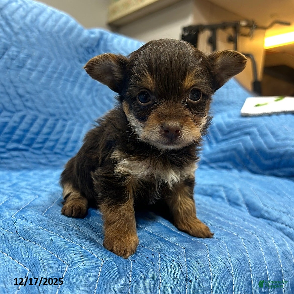 Yorkiepoo dogs Tiffany - Ad 12