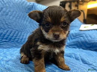 Yorkiepoo dogs Tiffany - Ad 1