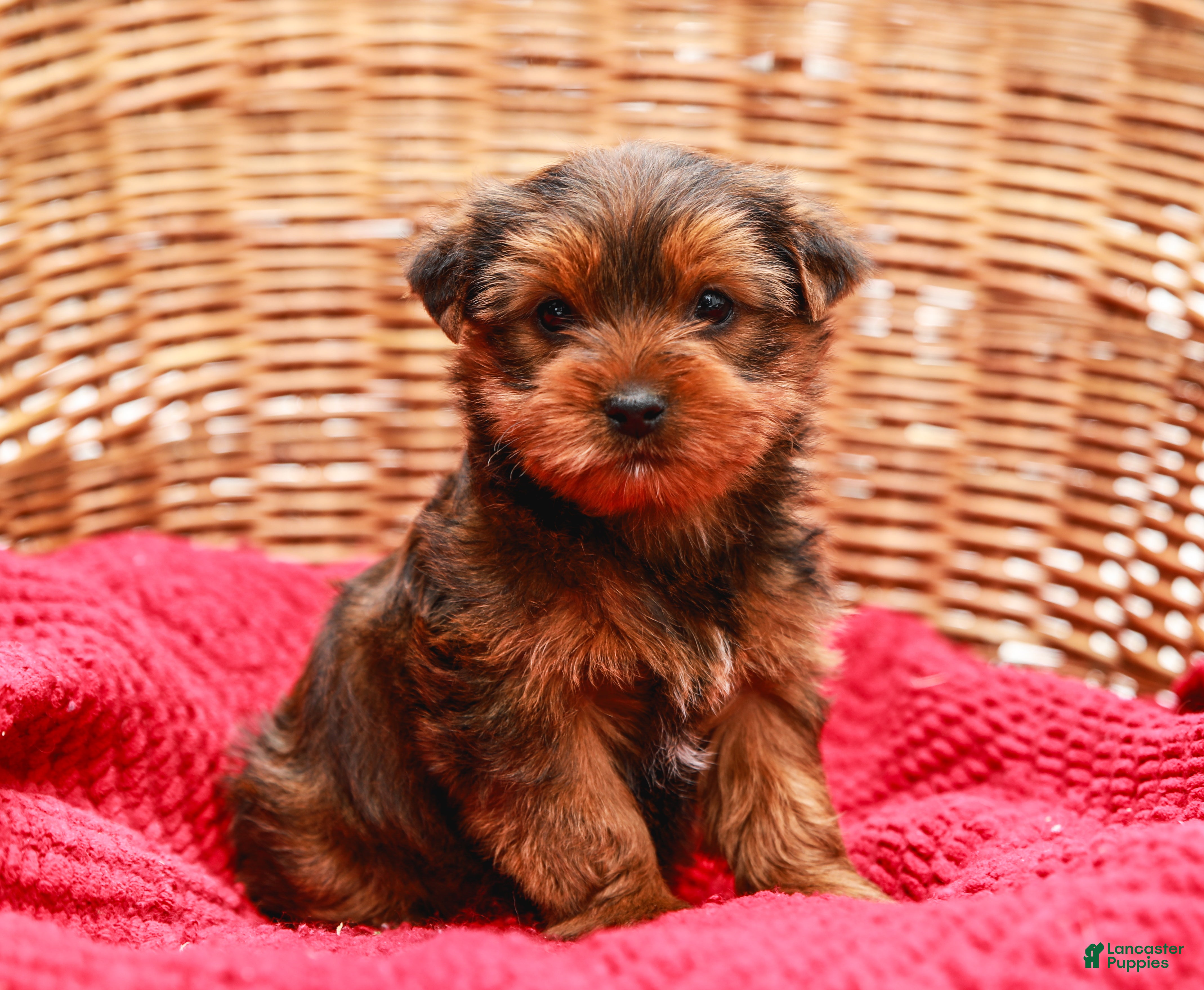 Yorkshire Terrier dogs Teddy (Small) - Ad 17