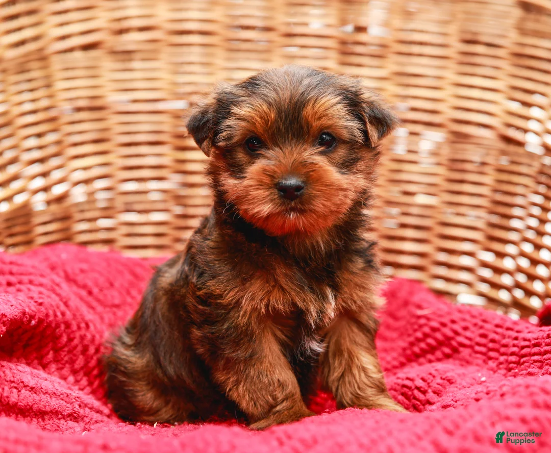 Yorkshire Terrier dogs for sale: Teddy (Small) - Ad 1