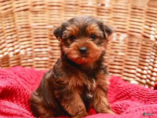 Yorkshire Terrier dogs Teddy (Small) - Ad 17