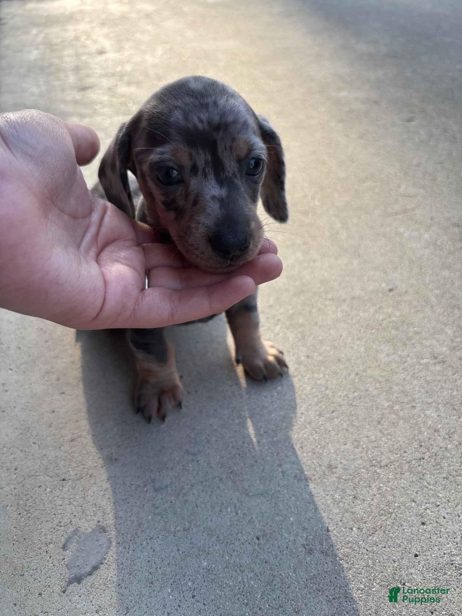 Miniature Dachshund dogs Miniature Dachshund 2 - Ad 22
