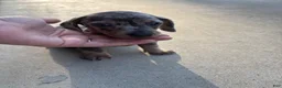 Miniature Dachshund dogs for sale: Miniature Dachshund 2 - Ad 1
