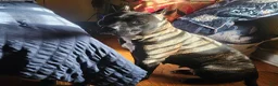 Presa Canario dogs for sale: Presa Canario Puppy 1 - Ad 16