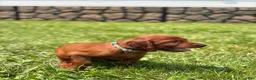 Irish Setter dogs for sale: Light Blue Collar  - Ad 3