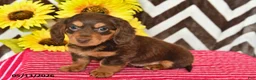Miniature Dachshund dogs for sale: Asher - Ad 2