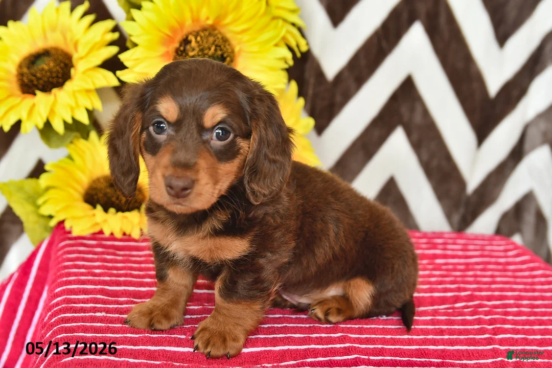 Miniature Dachshund dogs for sale: Asher - Ad 2