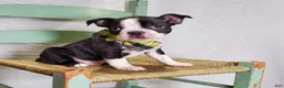 Boston Terrier dogs for sale: Joey - Ad 3