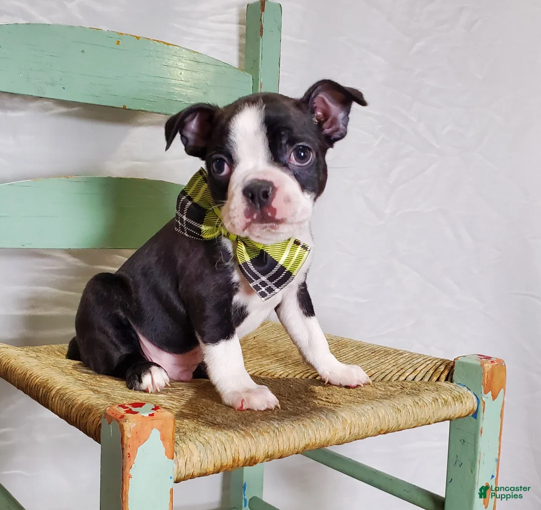 Boston Terrier dogs for sale: Joey - Ad 3