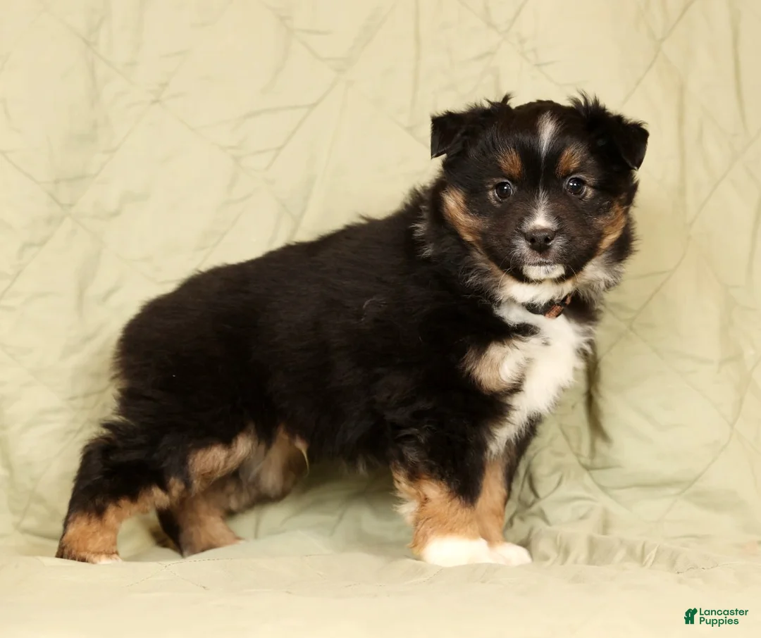 Miniature Australian Shepherd dogs for sale: Drake - Ad 6