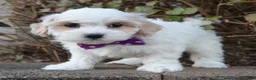Maltipoo dogs for sale: Molly - Ad 5
