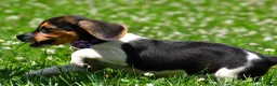 Beagle dogs for sale: Vicky - Ad 10
