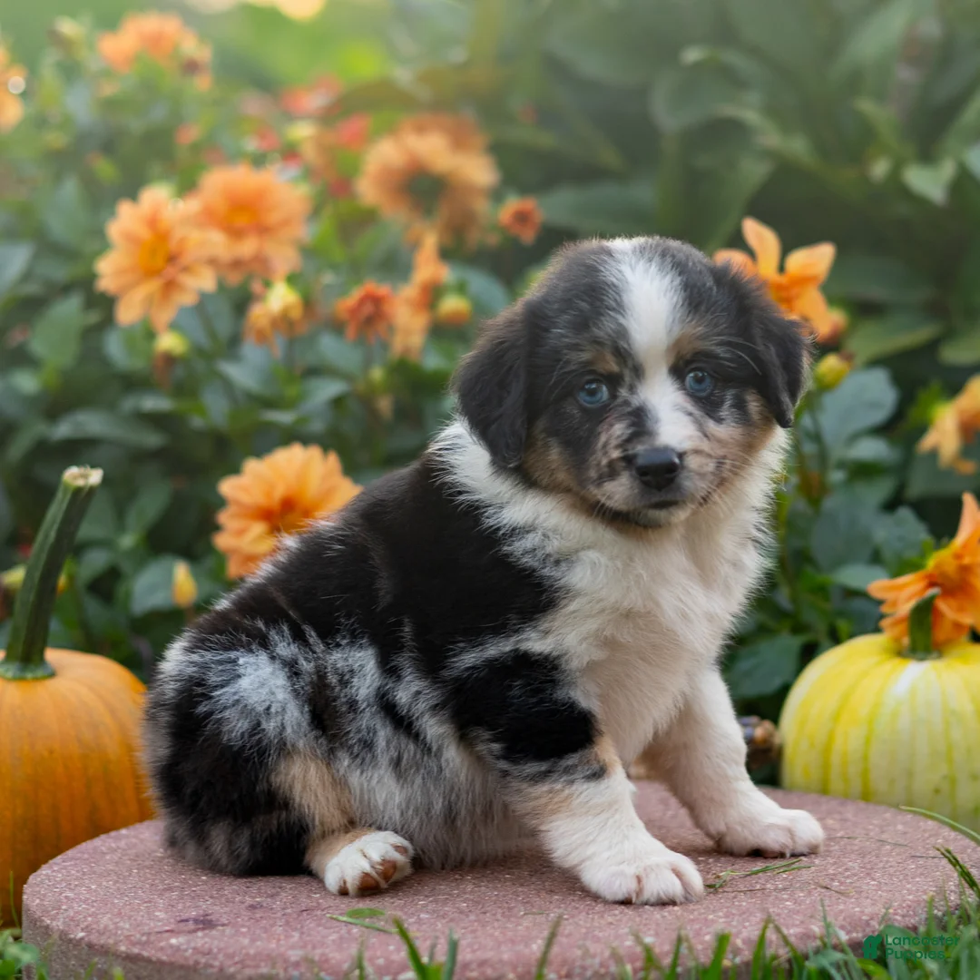 Miniature Australian Shepherd dogs for sale: Kendra - Ad 2