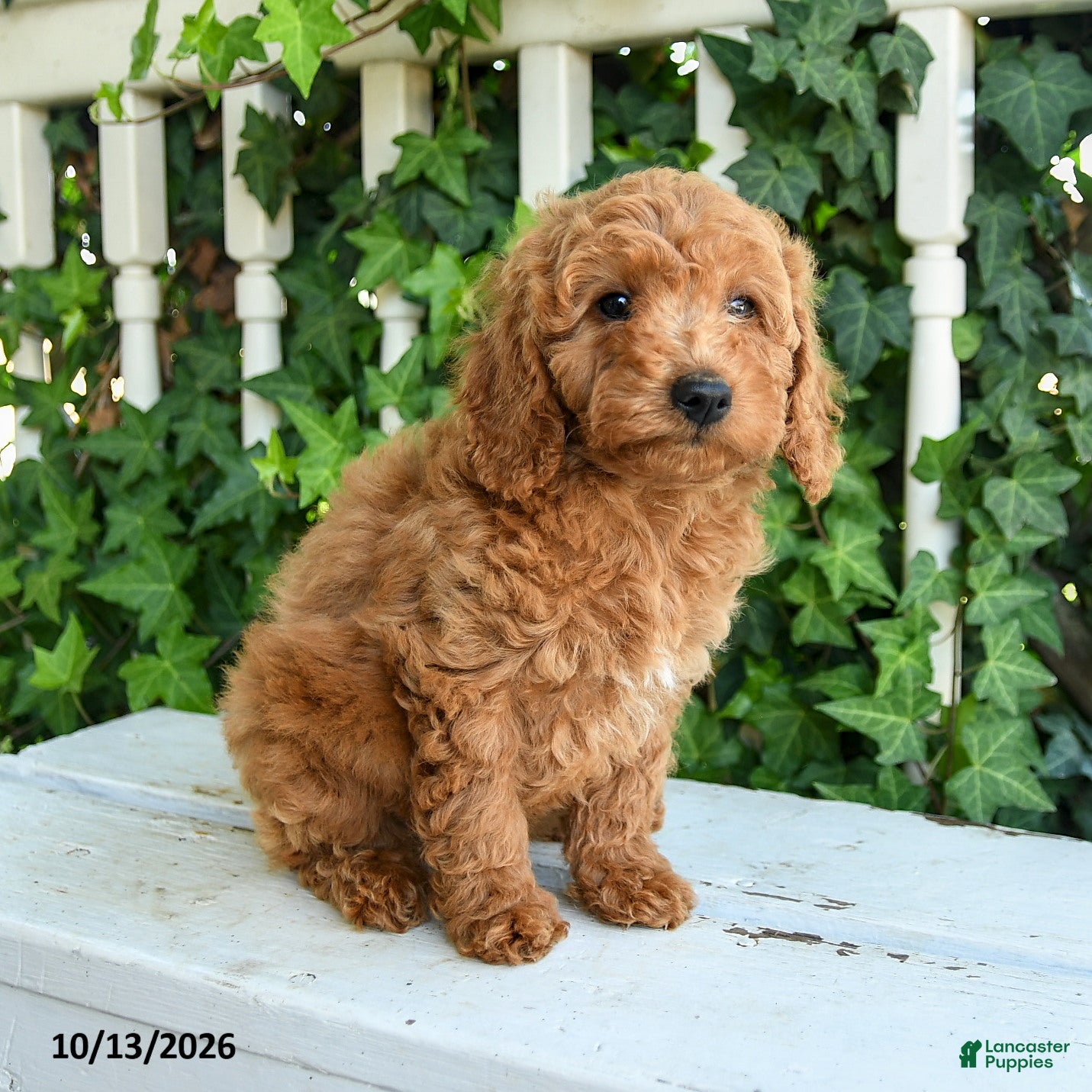 Mini Goldendoodle dogs for sale: Cupcake - Ad 2