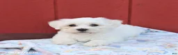 Maltese dogs for sale: Norman - Ad 5