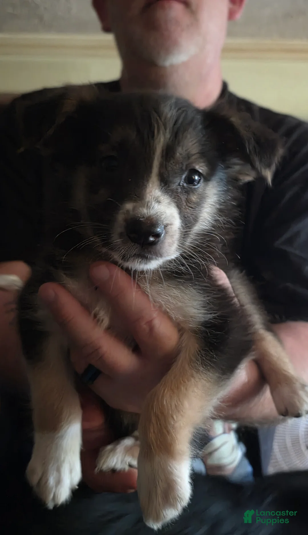 Australian Shepherd dogs for sale: Erin - Ad 1